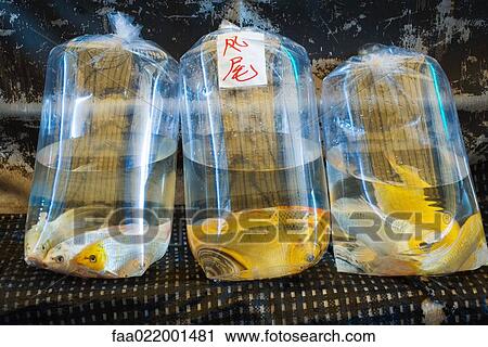 Stock Image - Fish in plastic bags. Fotosearch