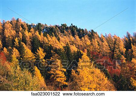 Forest showing autumn color View Large Photo Image Stock Image - Forest showing autumn color. Fotosearch
