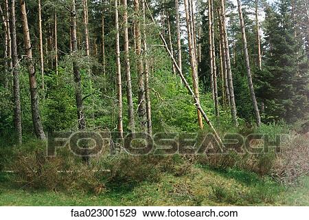 Stock Photo - Forest, trees leaning over. Fotosearch