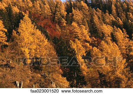 Stock Image - Forest with autumn color. Fotosearch