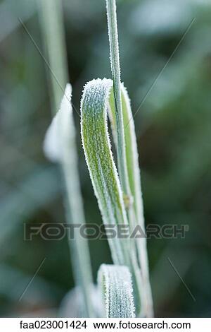 Picture - Frost-covered blade of grass. Fotosearch