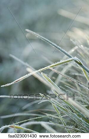 Frost-covered blades of grass View Large Photo Image Stock Image - Frost-covered blades of grass. Fotosearch