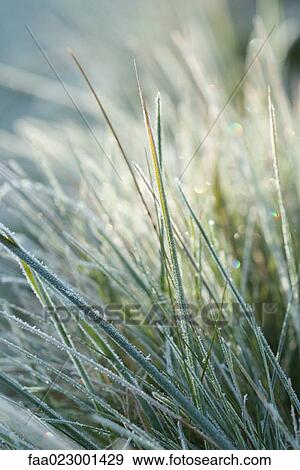 Stock Photo - Frost covered blades of grass. Fotosearch