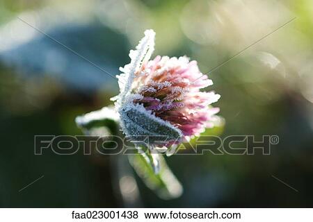 Stock Photo - Frost-covered clover. Fotosearch