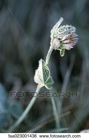 Frost covered clover View Large Photo Image Stock Photograph - Frost covered clover. Fotosearch