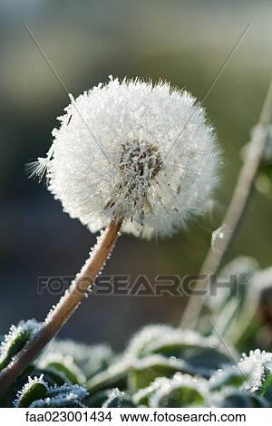 Frost-covered dandelion seed head View Large Photo Image Picture - Frost-covered dandelion seed head. Fotosearch