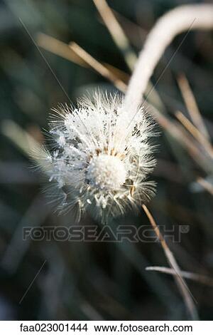Frost-covered dandelion seed head View Large Photo Image Picture - Frost-covered dandelion seed head. Fotosearch