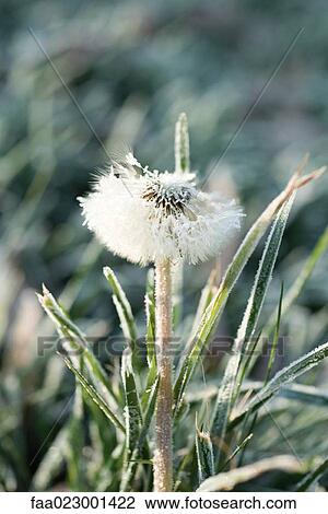 Stock Image - Frost-covered dandelion seed head. Fotosearch