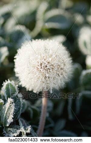 Frost-covered dandelion seed head View Large Photo Image Stock Image - Frost-covered dandelion seed head. Fotosearch