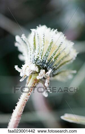 Stock Image - Frost-covered dandelion seed head. Fotosearch