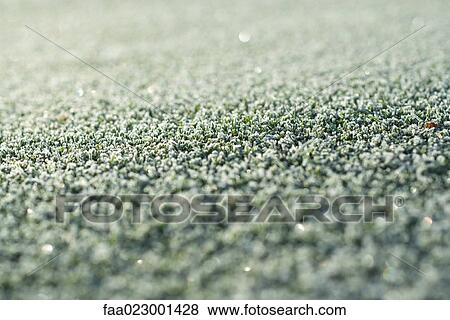 Stock Photo - Frost-covered grass, extreme close-up. Fotosearch