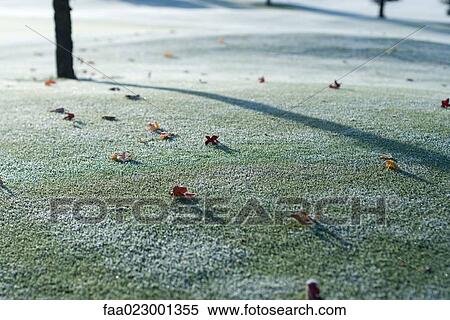 Frost-covered grass scattered with dried leaves View Large Photo Image Stock Photography - Frost-covered grass scattered with dried leaves. Fotosearch