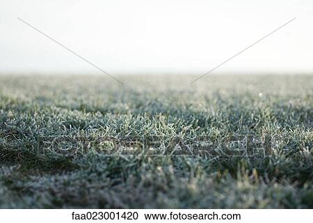Stock Image - Frost-covered grass, surface level view. Fotosearch