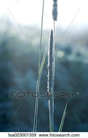 Frost-covered plant, close-up View Large Photo Image Stock Photo - Frost-covered plant, close-up. Fotosearch