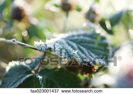 Stock Photo - Frost covered plant, close-up. Fotosearch