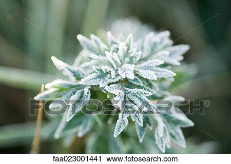 Stock Image - Frost-covered plant, high angle view. Fotosearch