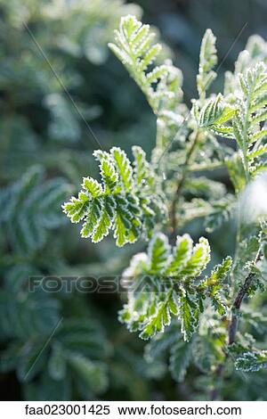 Stock Photography - Frost-covered plant. Fotosearch