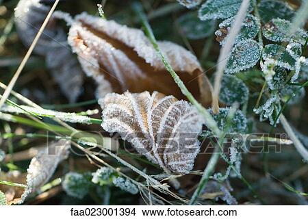 Frost-covered vegetation and dried leaves on ground View Large Photo Image Picture - Frost-covered vegetation and dried leaves on ground. Fotosearch
