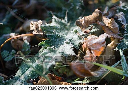 Stock Image - Frost-covered vegetation and dried leaves on ground. Fotosearch