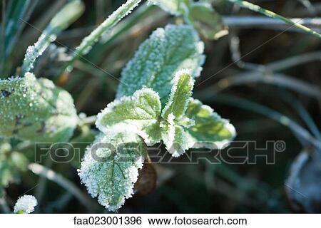 Frost-covered vegetation, close-up View Large Photo Image Stock Photograph - Frost-covered vegetation, close-up. Fotosearch
