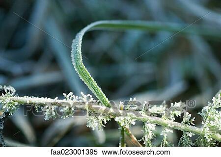 Frost-covered vegetation, close-up View Large Photo Image Stock Photography - Frost-covered vegetation, close-up. Fotosearch