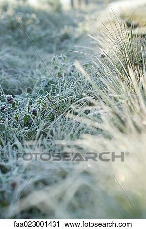 Frost-covered vegetation View Large Photo Image Stock Image - Frost-covered vegetation. Fotosearch