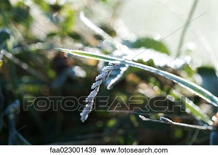 Frost-covered weeds View Large Photo Image Stock Photo - Frost-covered weeds. Fotosearch