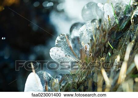 Frozen vegetation, close-up View Large Photo Image Stock Image - Frozen vegetation, close-up. Fotosearch