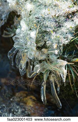 Stock Image - Frozen vegetation, close-up. Fotosearch