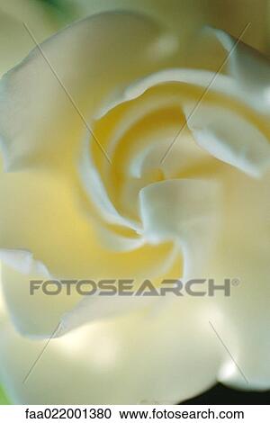 Stock Image - Gardenia blossom. Fotosearch