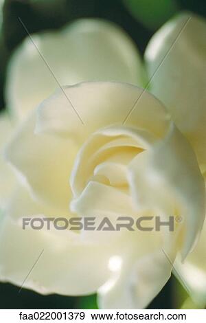 Stock Photo - Gardenia blossom. Fotosearch