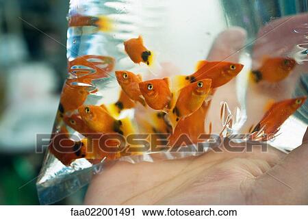 Stock Image - Goldfish in plastic bag. Fotosearch