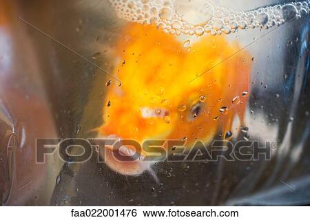 Stock Photograph - Goldfish in plastic bag. Fotosearch