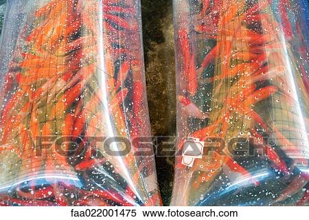 Stock Photography - Goldfish in plastic bags. Fotosearch