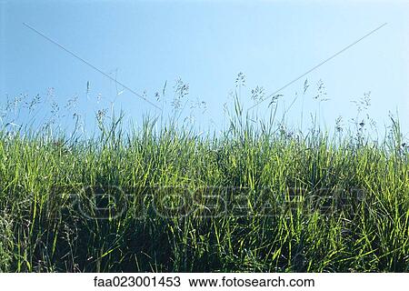 Green grass growing against blue sky View Large Photo Image Stock Image - Green grass growing against blue sky. Fotosearch