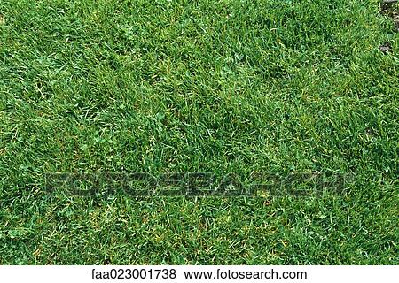 Green lawn, full frame View Large Photo Image Stock Photo - Green lawn, full frame. Fotosearch