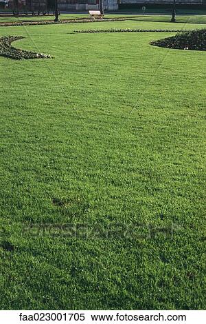 Green lawn in park View Large Photo Image Stock Photography - Green lawn in park. Fotosearch
