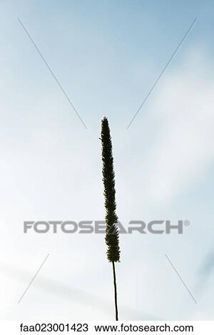 Stock Image - Husk. Fotosearch