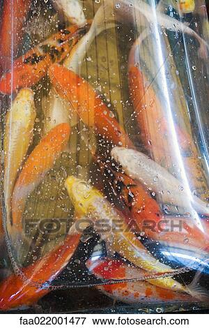 Stock Photo - Koi carp in plastic bag. Fotosearch