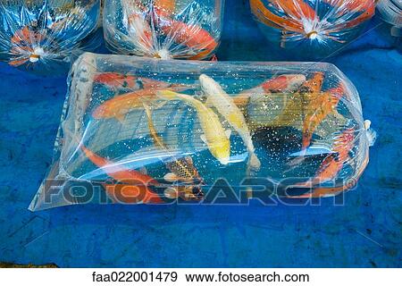 Stock Photo - Koi carp in plastic bags. Fotosearch