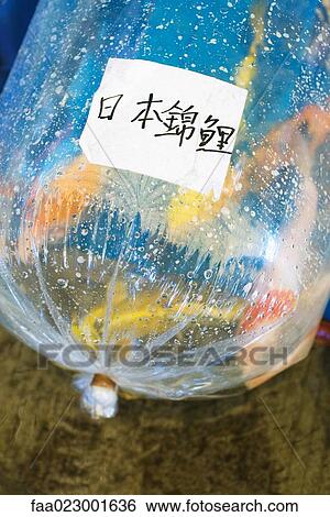 Stock Photograph - Label on bag full of goldfish. Fotosearch