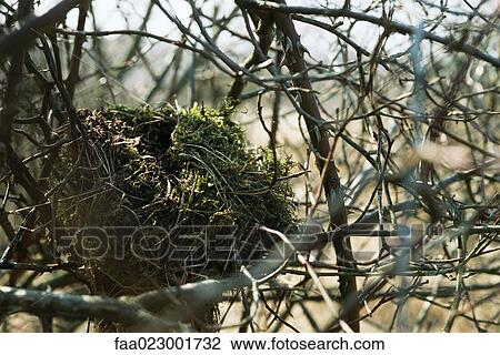 Stock Image - Nest in tree. Fotosearch