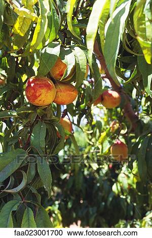 Peaches growing on peach tree View Large Photo Image Stock Image - Peaches growing on peach tree. Fotosearch