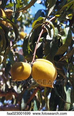 Peaches growing on peach tree View Large Photo Image Stock Photo - Peaches growing on peach tree. Fotosearch