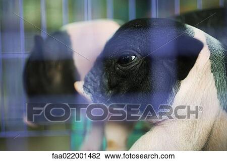 Stock Image - Pigs in cage. Fotosearch