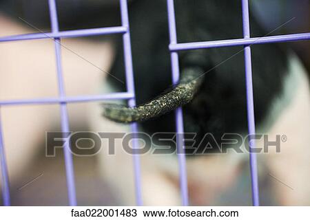 Stock Image - Pigtail sticking out of cage, close-up. Fotosearch