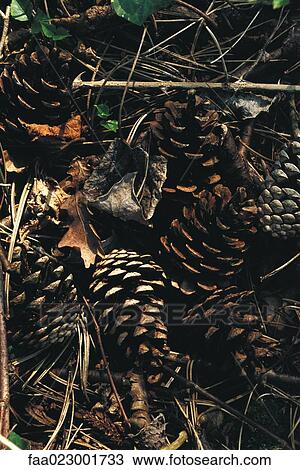 Pine cones on ground View Large Photo Image Stock Image - Pine cones on ground. Fotosearch