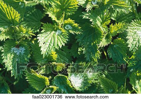 Plant with frost, full frame View Large Photo Image Stock Photograph - Plant with frost, full frame. Fotosearch