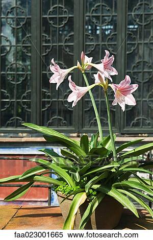 Stock Photography - Potted amaryllis in front of Chinese temple. Fotosearch