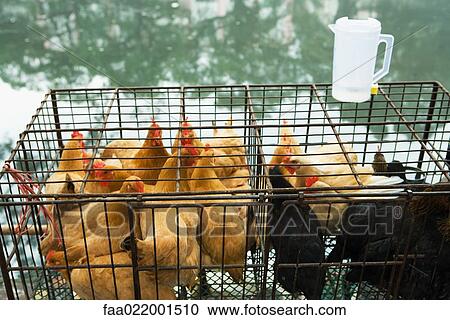 Poultry in cages View Large Photo Image Stock Image - Poultry in cages. Fotosearch